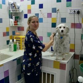 Clínica Veterinaria Los Corrales veterinaria y perro